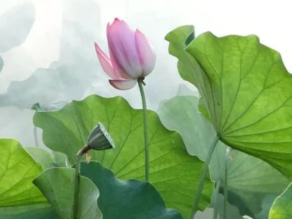 The Jewel Within - Om Mani Padme Hum