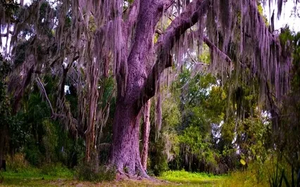 The Journey Of A Thousand Steps ~ Step #1 (Listening)