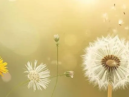 The Journey Of The Little Dandelion