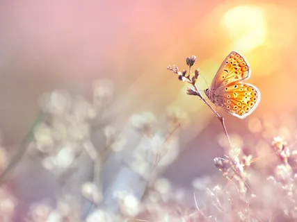 The Journey Of Transformation - Spaciousness