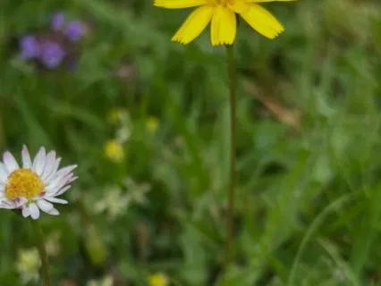 The Joy In Simple Things - June 30