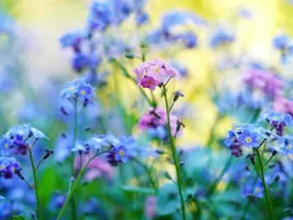 The Joy Of Aging: Self-Knowledge