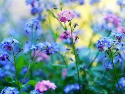 The Joy Of Aging: The Authentic Self