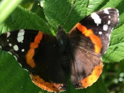The Joy Of Gratitude  - August 12