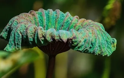 The Joy Of Incompleteness