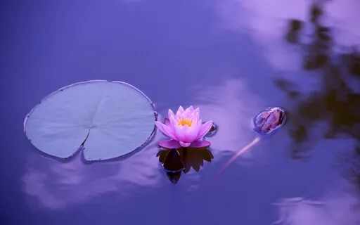 The Joy: Your Everyday Zen