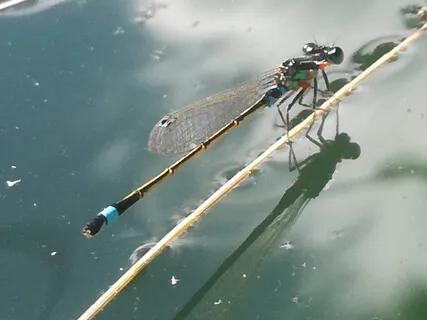  The Joyous , Lake By Isabella Fiske Mc Farlin