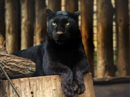 The Jungle Book - Chapter Two - Part One