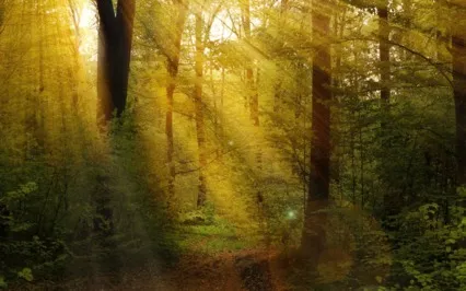 The Jungle Of Life Meditation