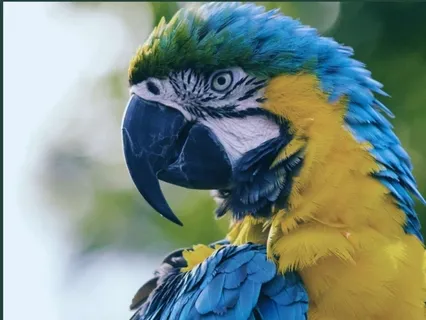 The King And The Macaw Parrots