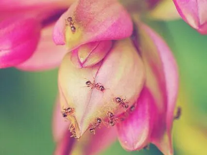 The King Of Ants (Bedtime Story)