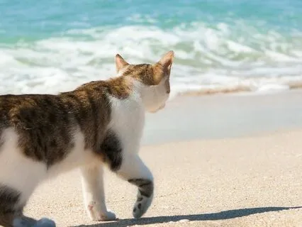 The Kitten's Beach Reverie: Original Long Bedtime Story