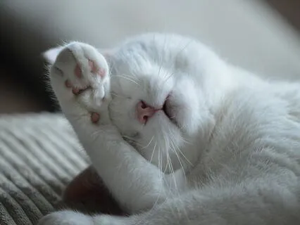 The Kitty Whiskers: Kids Meditation Practice