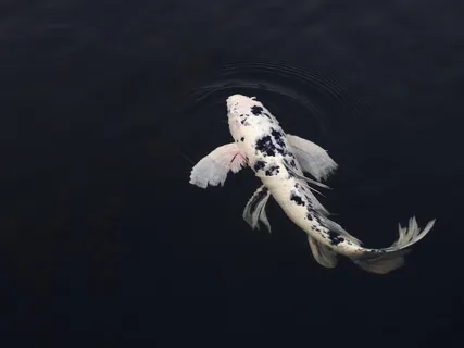 The Koi Fish - Relaxation, Visualization & Liberation 