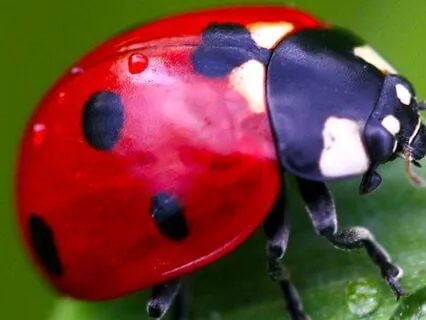 The Ladybug (Meditation)