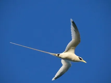 The Language Of The Lord