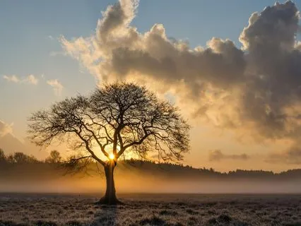 Bedtime Story: The Last Dream Of Old Oak