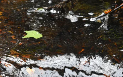 The Leaf & The Stream: A Musical Journey Downriver