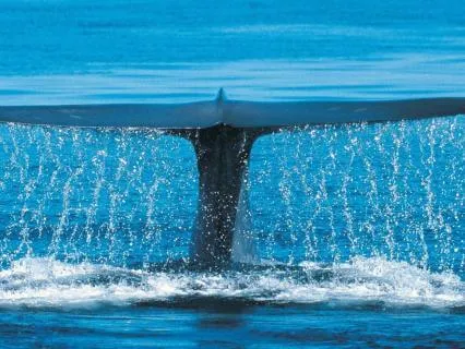 The Legend Of The Ocean's Heart