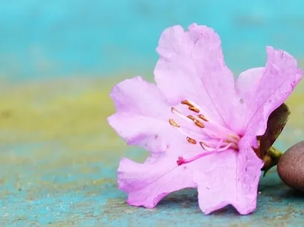 The ‘Life’s Purpose’ Chakra