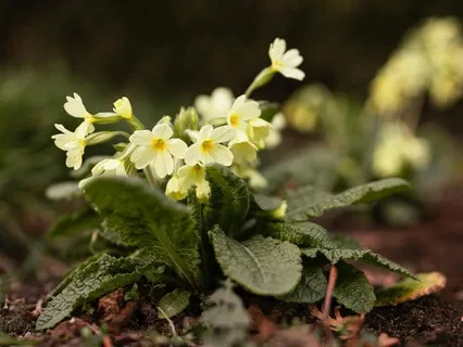 The Light Always Returns  - February 15