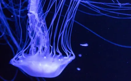 The Light Collective - Shower Transmission (Light Language)