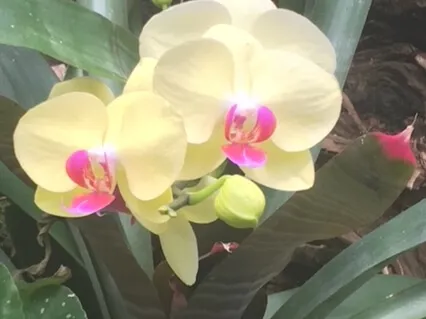 The Light From Within