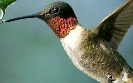 The Light Language Of The Birds - Gaia Activation