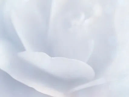 The Light Of Compassion