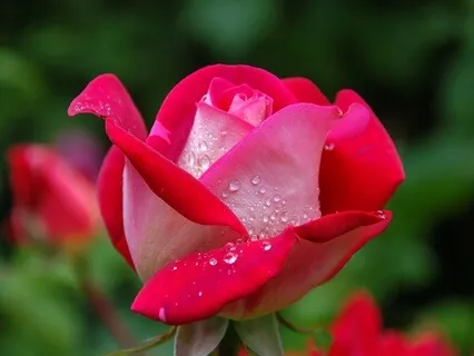 The Light Of Consciousness: Radiance Sutras Verse 137