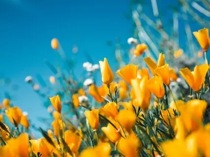 The Light Of Gratitude