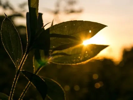 The Light Of The Soul