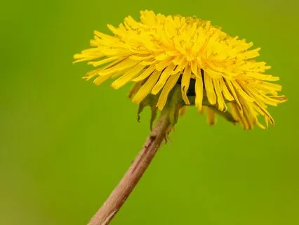 Resilient Like  Dandelions | Mellow Soul Jazz Lofi Vibes