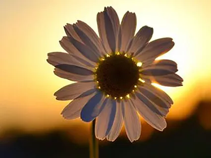 The Light Within You - Healing Piano Music