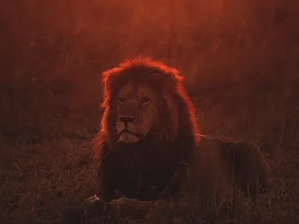 The Lion In Your Heart