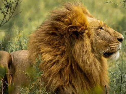 The Lion's Gaze: The Wisdom & Practice Of Non-Reactivity