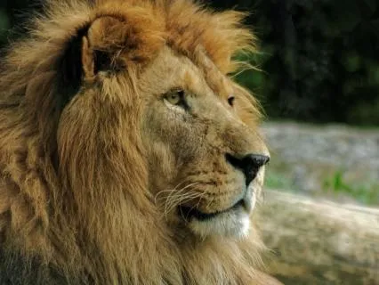 The Lion Within: Align With Your Authentic Power