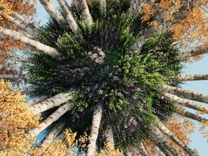 The Listening Earth: Remembering Our Sacred Bond With Nature