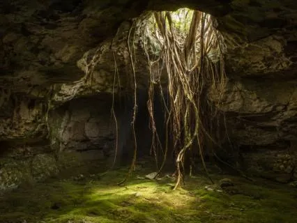 The Living Roots: Body Awareness & Inner Wisdom