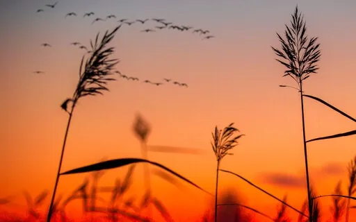 The Lone Swallows: Days Of Autumn Sun By Henry Williamson