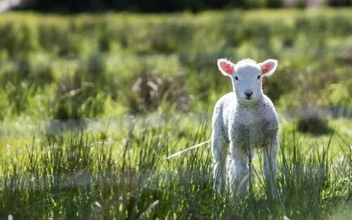 The Lost Will Be Found: A Reflection & Meditation