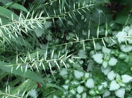 The Lost Zen Meditation Tapes