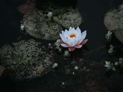 The Lotus Flower Meditation | Spiritual Reflection
