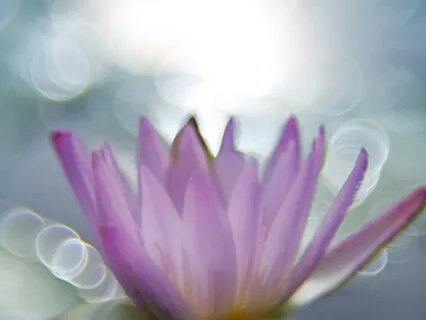 The Lotus Meditation