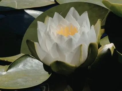 The Lotus Of Awareness