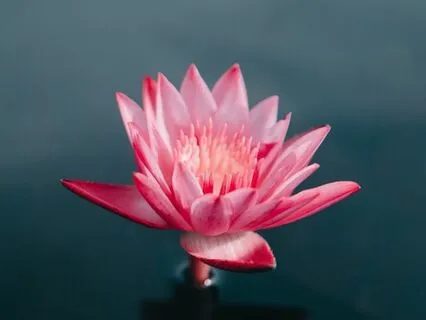 The Lotus Within