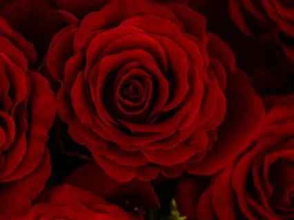 The Love Breath A Guide Meditation