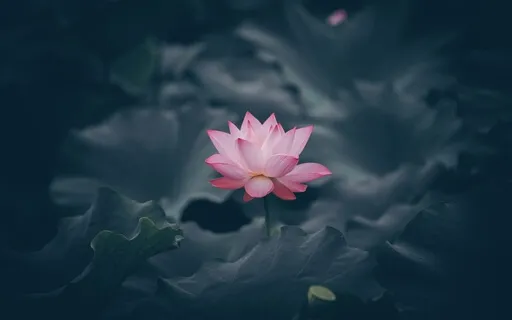 The Love Meditation | Guided Self-Love And Compassion