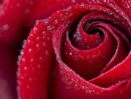 The Love You Have Always Needed