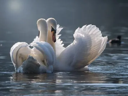 The Lovers Tarot Card: True Love At Life